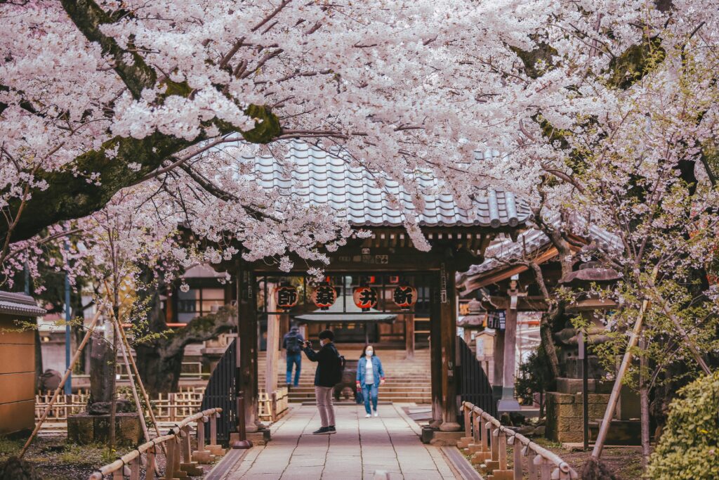 japan cherry blossom forecast 2026 sakura