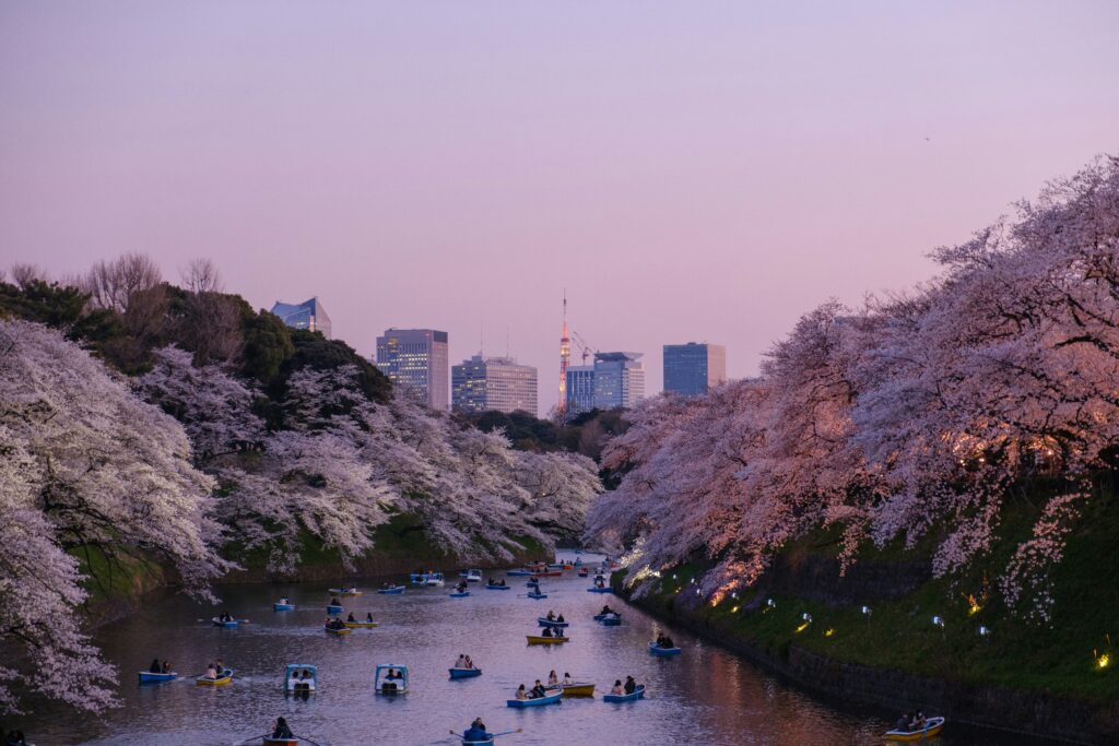 cherry blossom forecast japan 2026
