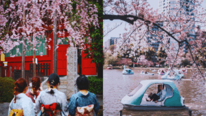 japan cherry blossom forecast 2026