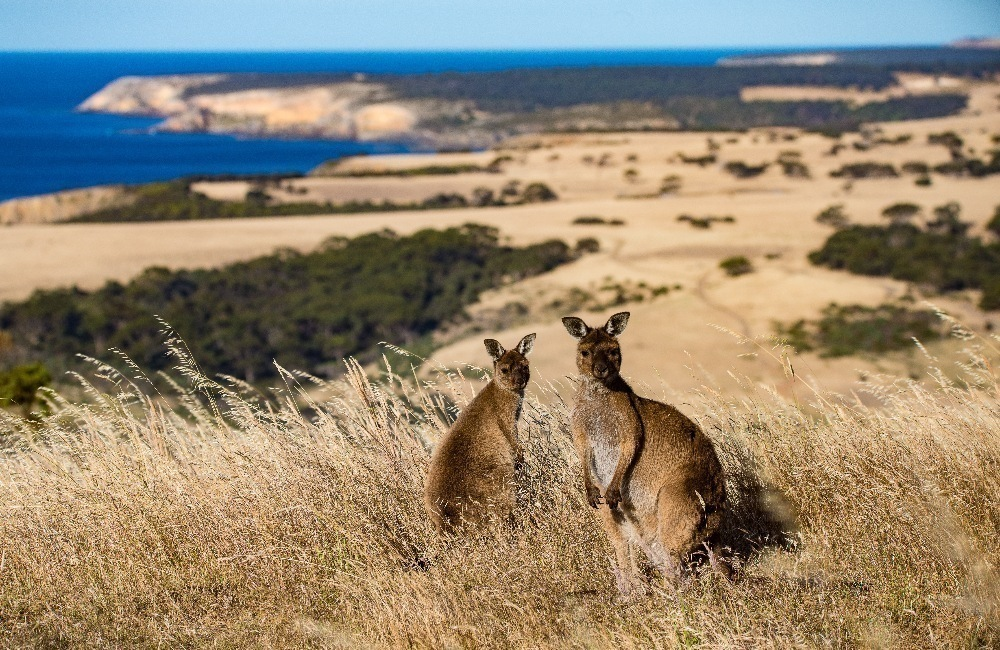 best easter getaways australia kangaroo island south australia 