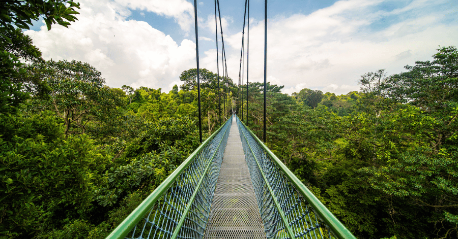 things to do in singapore: macritchie reservoir treetop walk