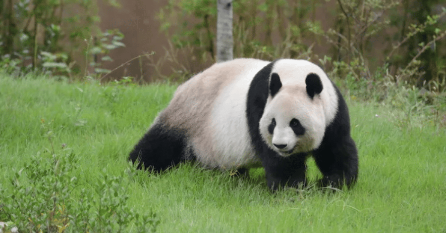 things to do in tokyo: ueno zoo