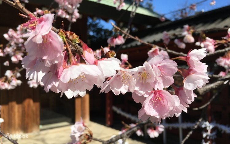 things to do in tokyo: yanaka cemetery 