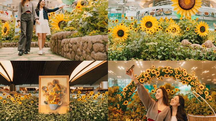 things to do in singapore: butterfly orchid sunflower gardens