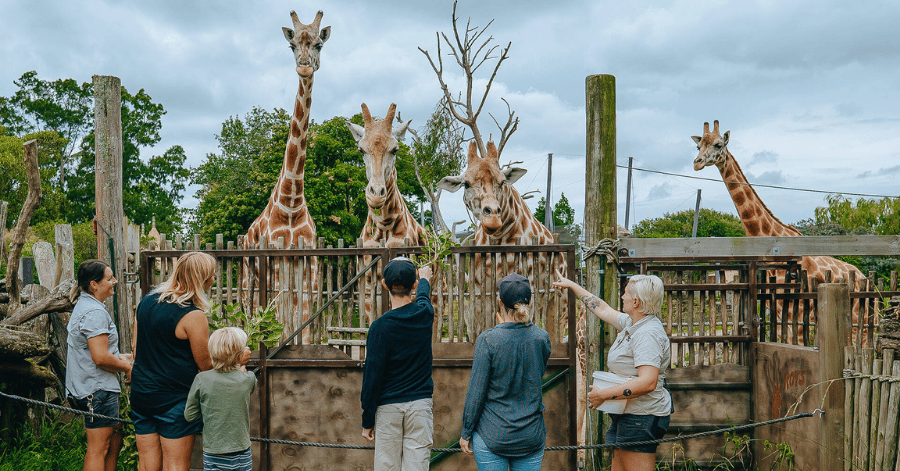 A family watching giraffes at Auckland Zoo