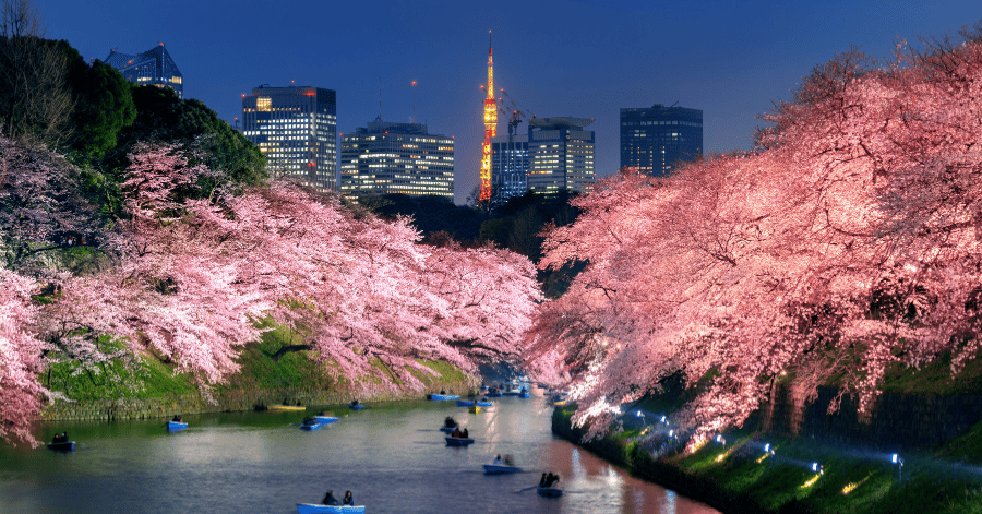 Cherry blossoms lit up at night along a Tokyo moat with Tokyo Tower glowing behind