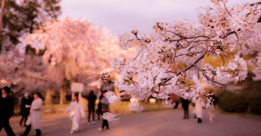 People strolling beneath pink cherry blossom trees in soft evening light