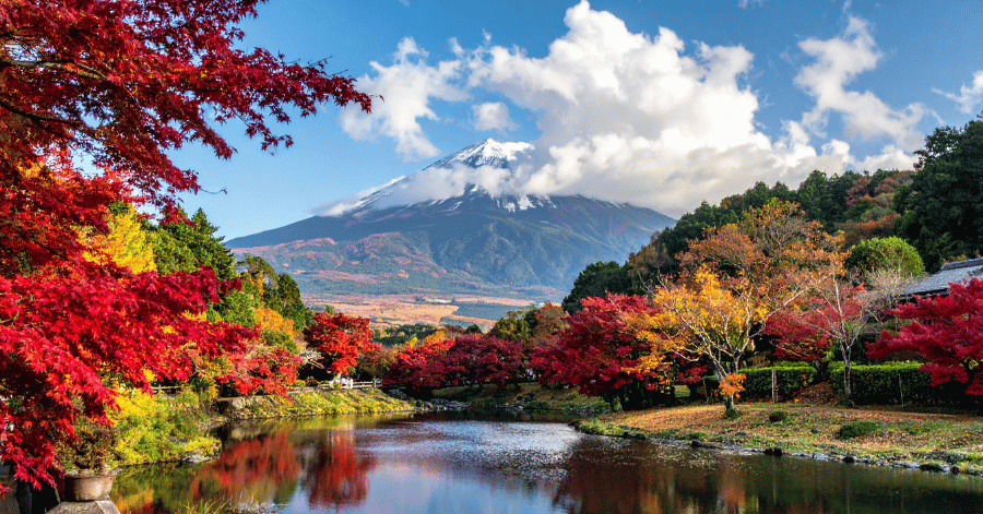 Mt Fuji behind red and gold autumn maples reflected in a still pond