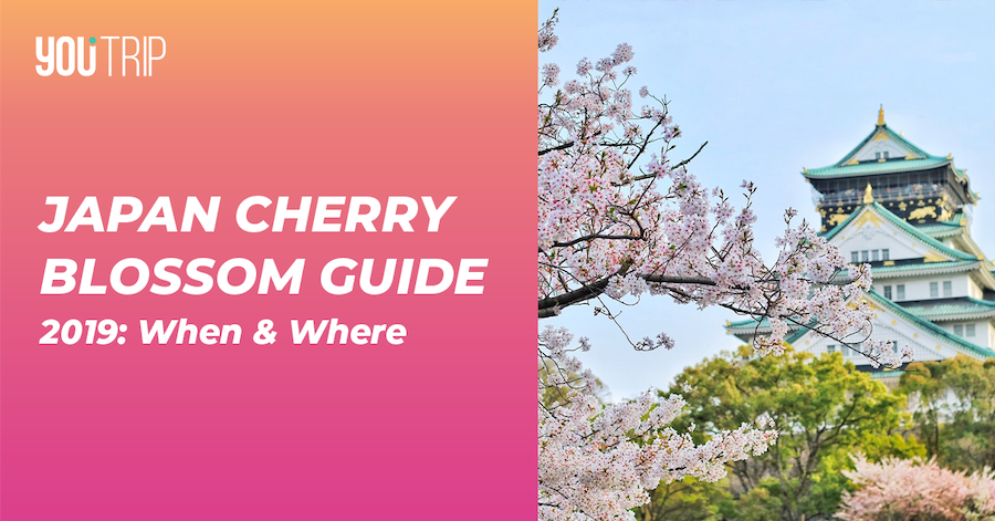 2019 Cherry Blossom Guide Japan Sakura Tokyo Osaka Kyoto