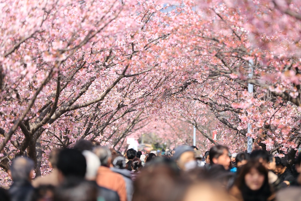 YouTrip's Sakura Forecast: Japan 2023 Cherry Blossom Season