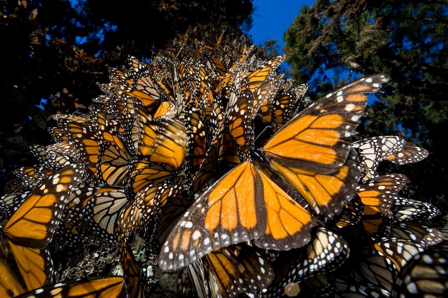 Monarch Butterfly Migration, Mexico﻿ Travel Bucket List