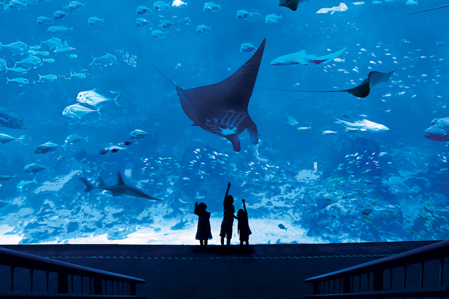 S.E.A. Aquarium Resorts World Sentosa What to Do During a Layover in Singapore Guide