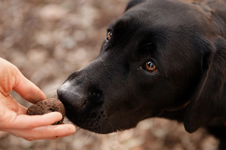 Southwest Nature and Wine Drive Manjimup Black Truffle