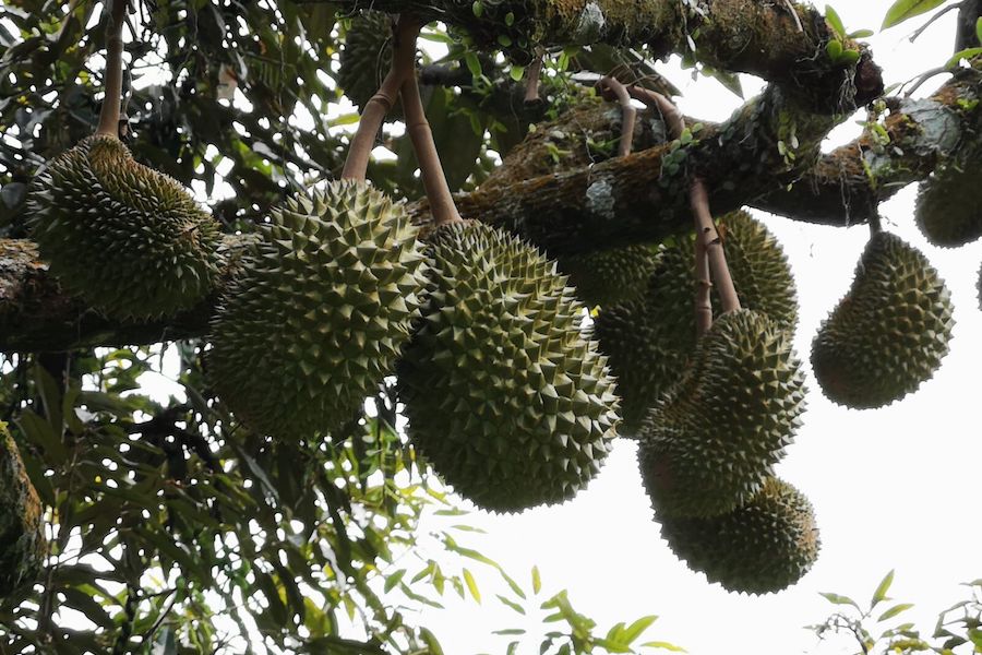 12 Types of Durians and How to Pick the Best One