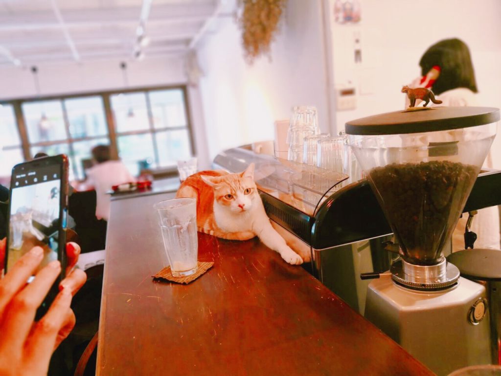 CAT.jpg Cafe Review: Ambience (Taipei Food Guide)