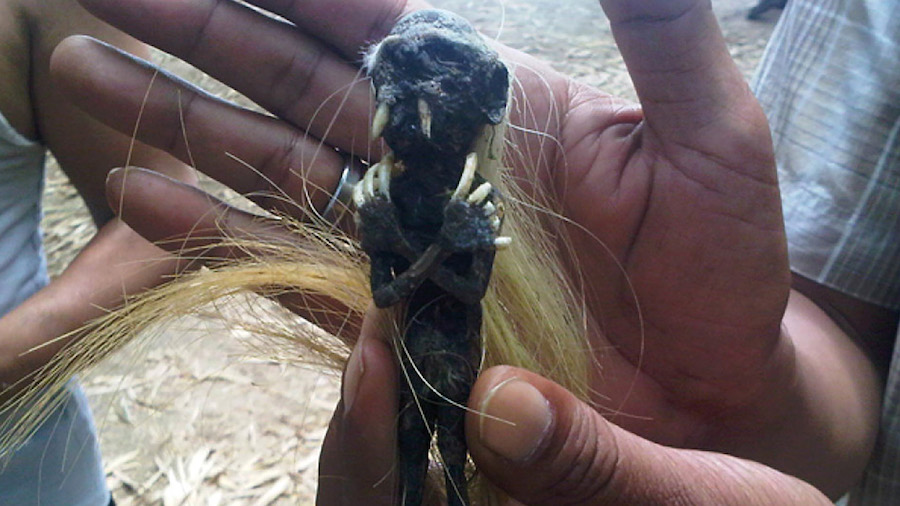 Indonesia (Bali): Jenglot, The Tiny Humanoid Doll