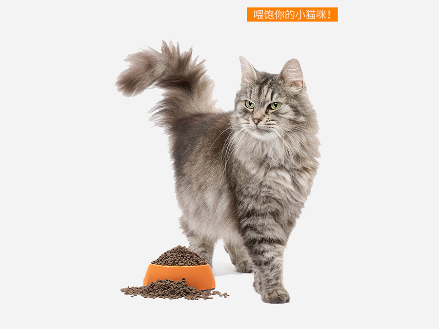 10 Best Cat Food On Taobao - Shi Wei Adult Cat Food