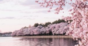 YouTrip's Sakura Forecast: Japan 2023 Cherry Blossom Season