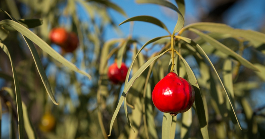 YouTrip's Guide To Exotic Food In Australia 