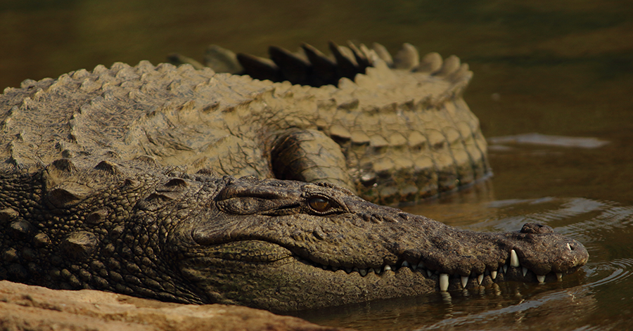 YouTrip's Guide To Exotic Food In Australia