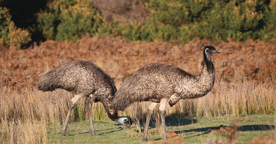 YouTrip's Guide To Exotic Food In Australia 