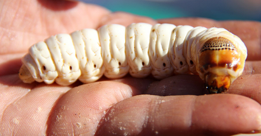 YouTrip's Guide To Exotic Food In Australia