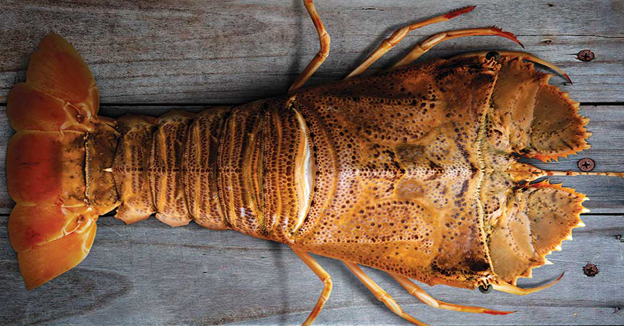 YouTrip's Guide To Exotic Food In Australia