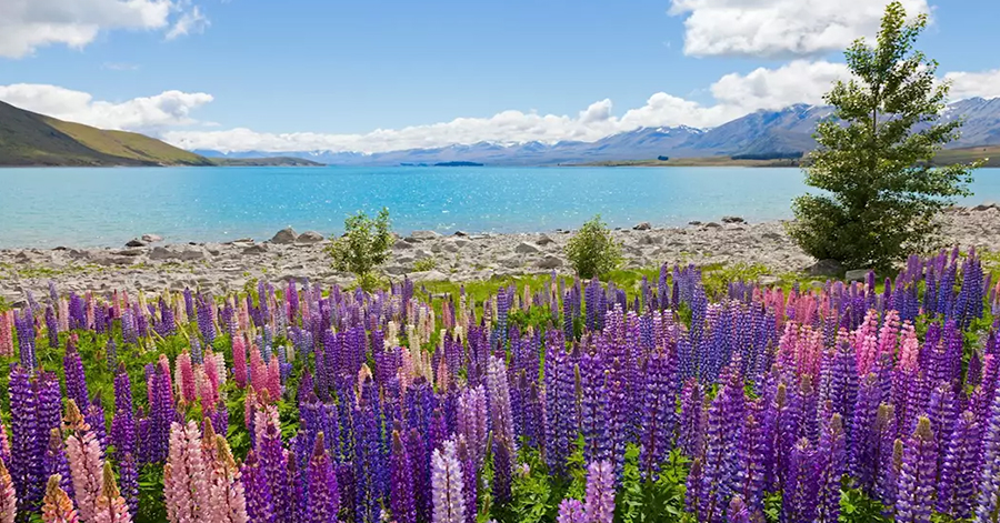 10D9N New Zealand South Island Itinerary: Freedom Camping Edition