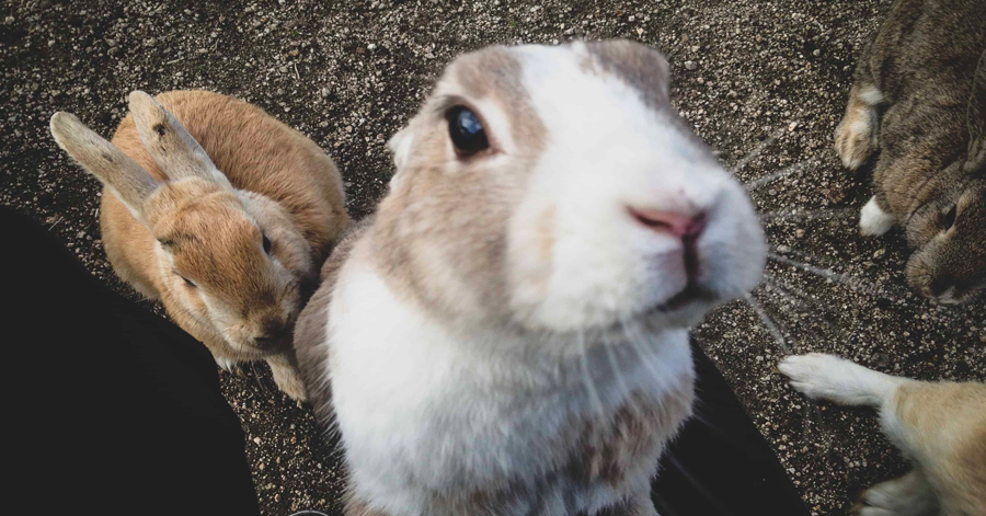 YouTrip's Guide To Visiting Japan's Rabbit Island 2023