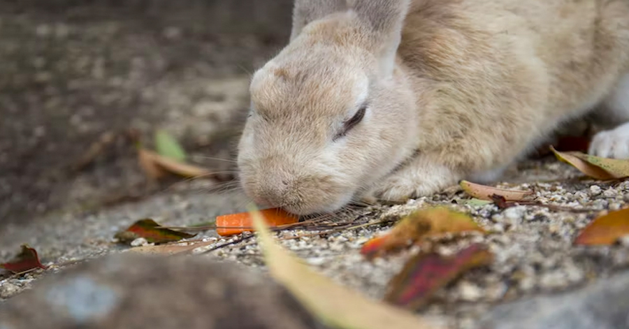 YouTrip's Guide To Visiting Japan's Rabbit Island 2023