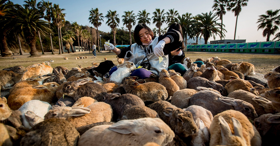 YouTrip's Guide To Visiting Japan's Rabbit Island 2023