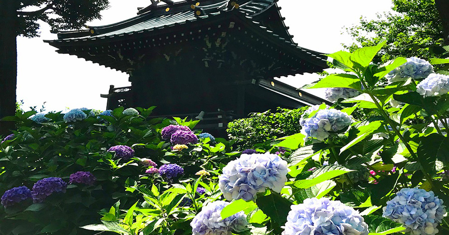 Flower Festivals In Japan To Look Forward To 2023