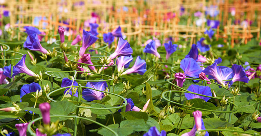 Flower Festivals In Japan To Look Forward To 2023