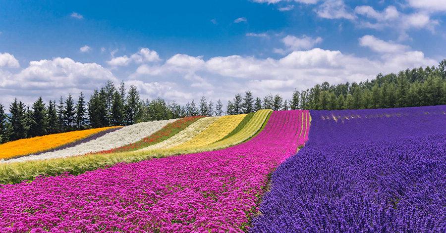 Upcoming Flower Festivals In Japan To Look Forward To 2023