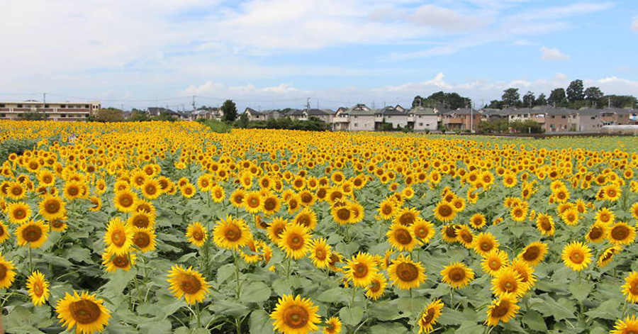 Flower Festivals In Japan To Look Forward To 2023