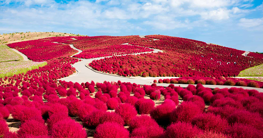 Flower Festivals In Japan To Look Forward To 2023