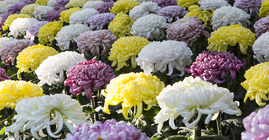 Flower Festivals In Japan To Look Forward To 2023