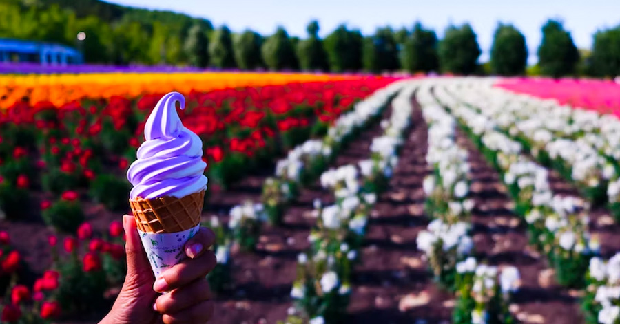 Flower Festivals In Japan To Look Forward To 2023