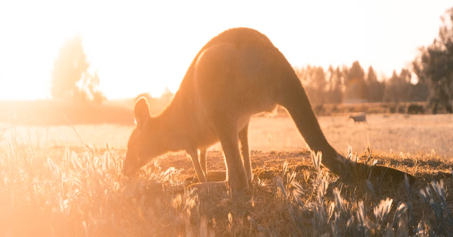 5 Family-Friendly Road Trips In Australia