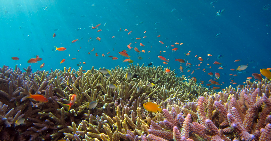 YouTrip's Guide To The Best Scuba Diving Sites In Asia