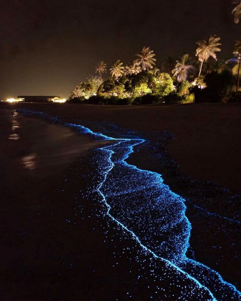 Blue bioluminescent plankton speckling a Maldives beach beneath palm trees at night