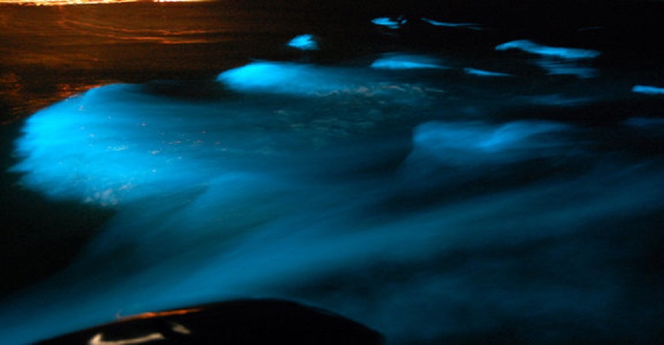 Glowing blue bioluminescent water swirling in a dark lagoon at night