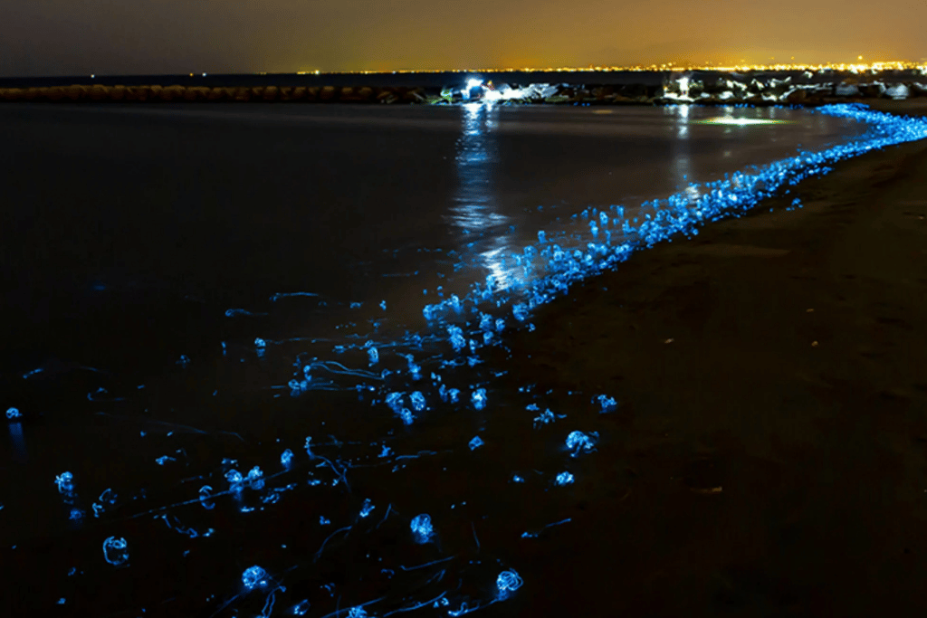 Firefly squid glowing electric blue along the Toyama Bay shoreline at night