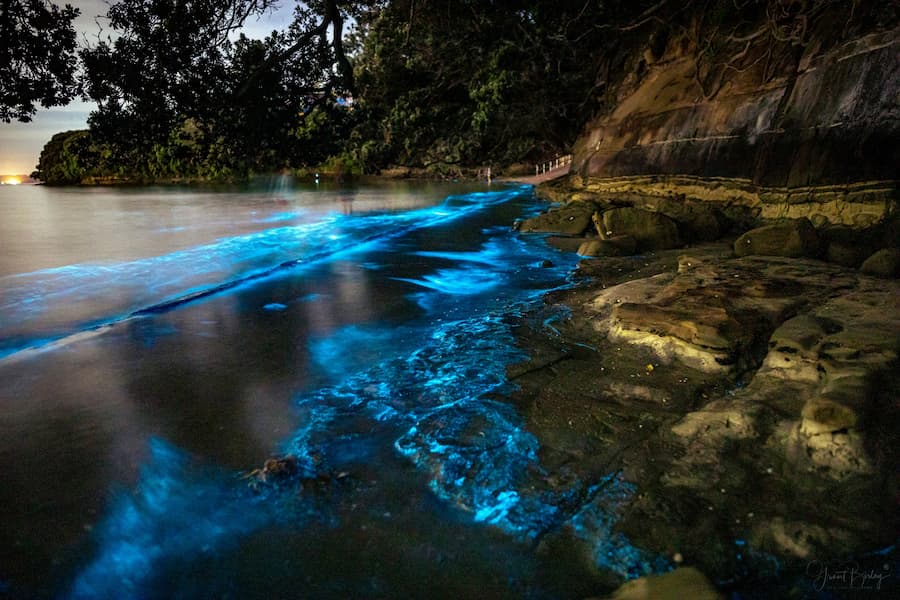 Bioluminescent blue tide glowing along a rocky shoreline fringed by trees at night