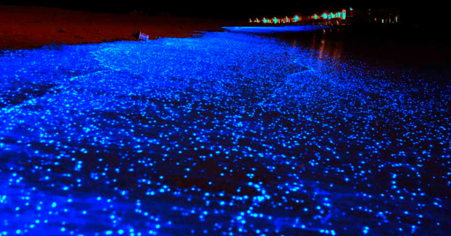 Best Places To See Bioluminescence Around The World