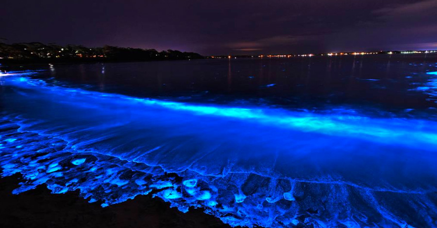 Best Places To See Bioluminescence Around The World