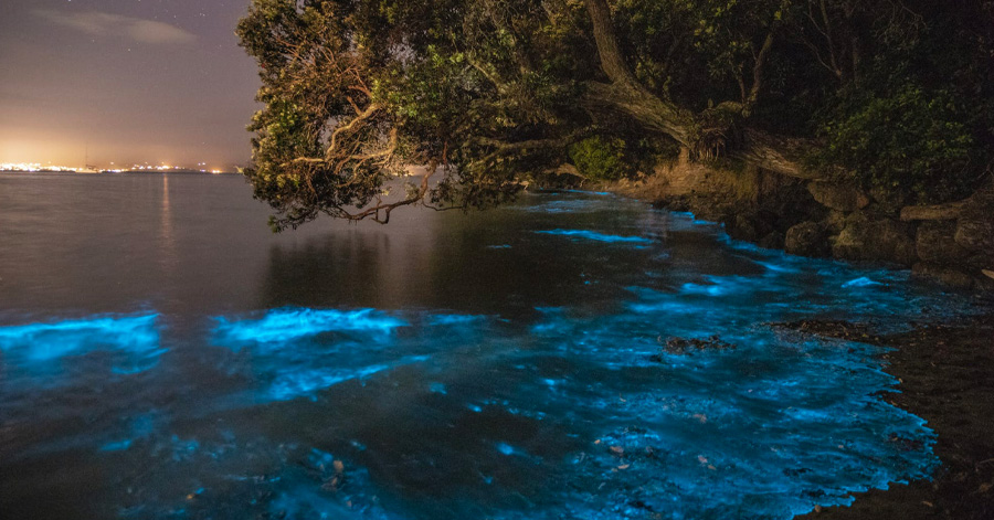 Best Places To See Bioluminescence Around The World