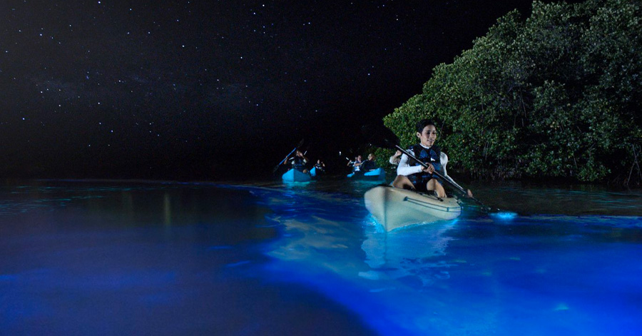 Best Places To See Bioluminescence Around The World