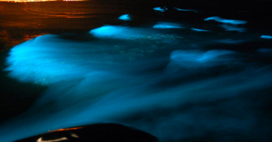 Best Places To See Bioluminescence Around The World