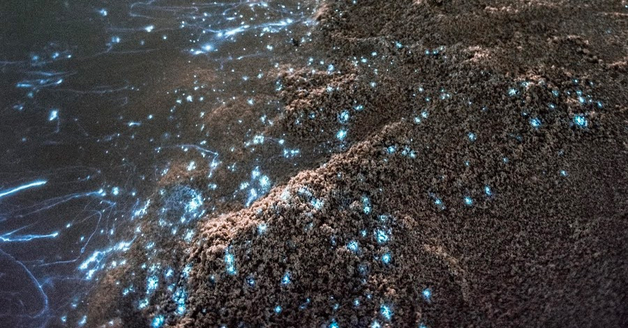 Best Places To See Bioluminescence Around The World